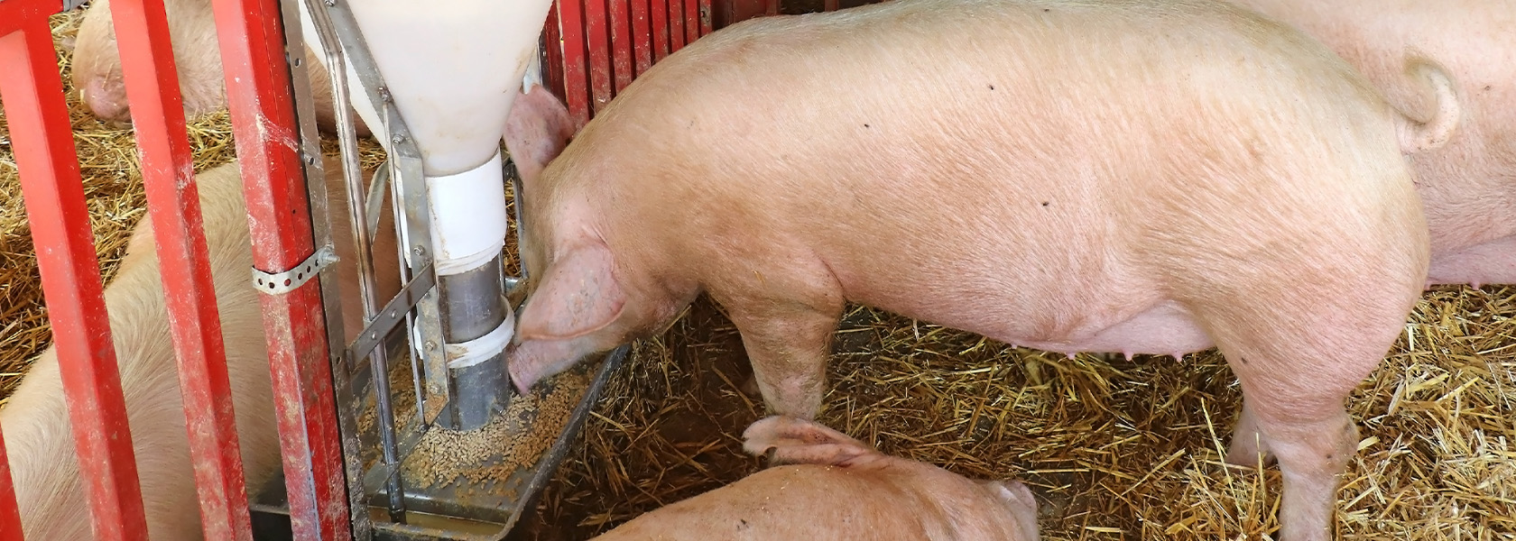 Overvågning i foderanlæg case